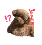 ブランのつぶやき（個別スタンプ：2）