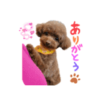 ブランのつぶやき（個別スタンプ：3）