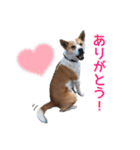 まるスタンプ(かわいい)（個別スタンプ：3）