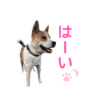 まるスタンプ(かわいい)（個別スタンプ：7）