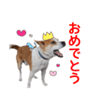 まるスタンプ(かわいい)（個別スタンプ：8）