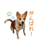 まるスタンプ(かわいい)（個別スタンプ：9）