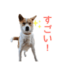 まるスタンプ(かわいい)（個別スタンプ：10）