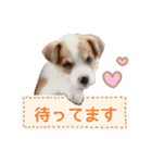 まるスタンプ(かわいい)（個別スタンプ：11）