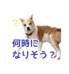 まるスタンプ(かわいい)（個別スタンプ：13）