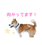 まるスタンプ(かわいい)（個別スタンプ：15）