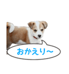 まるスタンプ(かわいい)（個別スタンプ：17）