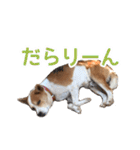 まるスタンプ(かわいい)（個別スタンプ：20）