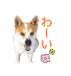 まるスタンプ(かわいい)（個別スタンプ：27）