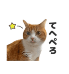 ちぬとつな2（個別スタンプ：10）