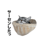 ちぬとつな2（個別スタンプ：11）
