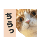 ちぬとつな2（個別スタンプ：12）