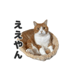 ちぬとつな2（個別スタンプ：21）