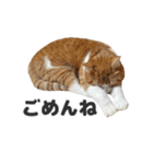ちぬとつな2（個別スタンプ：28）