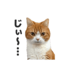 ちぬとつな2（個別スタンプ：35）