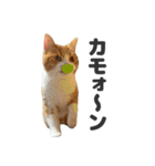 ちぬとつな2（個別スタンプ：38）