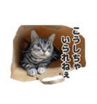 ちぬとつな2（個別スタンプ：39）