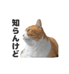 ちぬとつな2（個別スタンプ：40）
