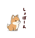 柴犬もふもふ（個別スタンプ：13）