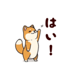 柴犬もふもふ（個別スタンプ：14）