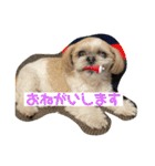 シーズーのこはなちゃん！3（個別スタンプ：5）