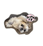 シーズーのこはなちゃん！3（個別スタンプ：7）