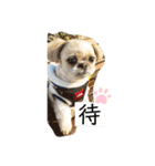 シーズーのこはなちゃん！3（個別スタンプ：9）