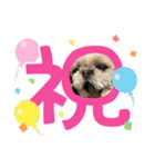 シーズーのこはなちゃん！3（個別スタンプ：11）