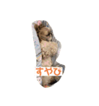 シーズーのこはなちゃん！3（個別スタンプ：23）