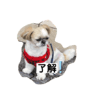 シーズーのこはなちゃん！3（個別スタンプ：24）