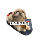 シーズーのこはなちゃん！3（個別スタンプ：25）