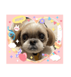 シーズーのこはなちゃん！3（個別スタンプ：32）