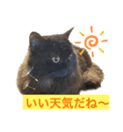 黒猫 ルナ院長57にゃんめ（個別スタンプ：3）