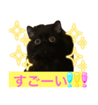 黒猫 ルナ院長57にゃんめ（個別スタンプ：8）