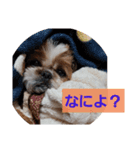 こっちゃん(6)（個別スタンプ：2）
