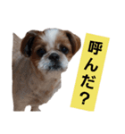 こっちゃん(6)（個別スタンプ：3）