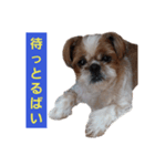 こっちゃん(6)（個別スタンプ：4）