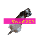 こっちゃん(6)（個別スタンプ：5）