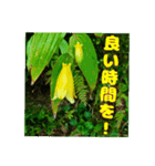 挨拶に牧野公園 の山野草を添えて（個別スタンプ：1）