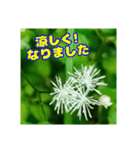 挨拶に牧野公園 の山野草を添えて（個別スタンプ：35）