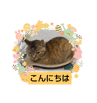 癒し系かわいい動物さんスタンプ❤️（個別スタンプ：11）