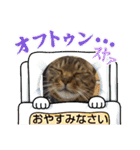 癒し系かわいい動物さんスタンプ❤️（個別スタンプ：28）