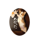 みそスタvol.1（個別スタンプ：10）
