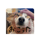 みそスタvol.1（個別スタンプ：12）