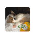 みそスタvol.1（個別スタンプ：15）