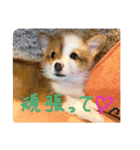 みそスタvol.1（個別スタンプ：16）