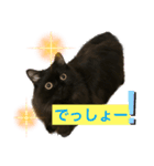 黒猫 ルナ院長58にゃんめ（個別スタンプ：2）