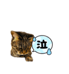 愛猫スタンプ03（個別スタンプ：3）