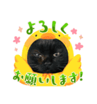 愛猫スタンプ03（個別スタンプ：8）