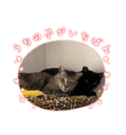 愛猫スタンプ03（個別スタンプ：9）
